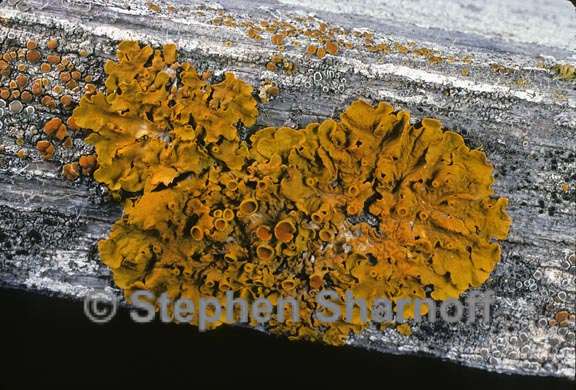 xanthoria parietina 7 graphic