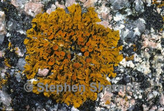 xanthoria parietina 8 graphic