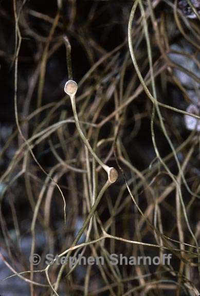 apothecia of bryoria friabilis graphic