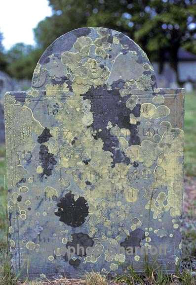 cemetery lichens 2 graphic