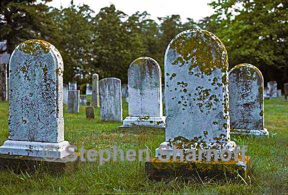 cemetery lichens 3 graphic