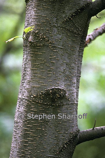 alder polluted graphic