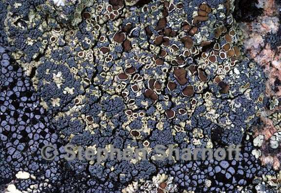 lecanora phaedrothalma sick graphic