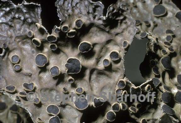 lichen dry graphic