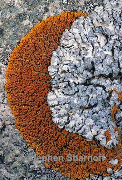 physcia on xanthoria graphic