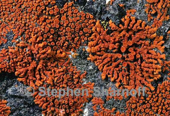 caloplaca xanthoria graphic