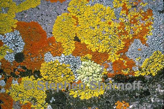 mixed lichens 22 graphic