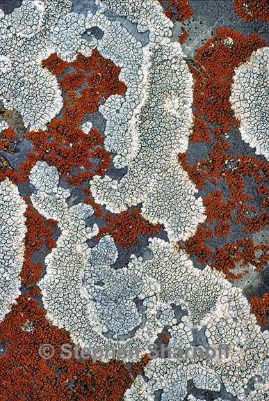 mixed lichens 39 graphic