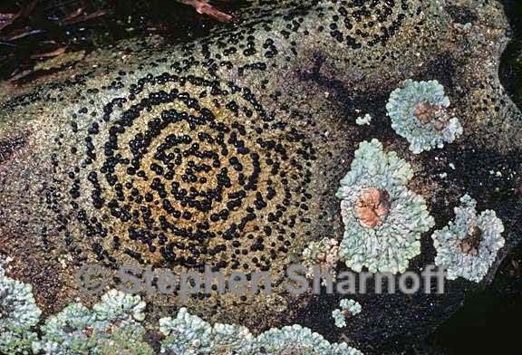 mixed lichens 32 graphic