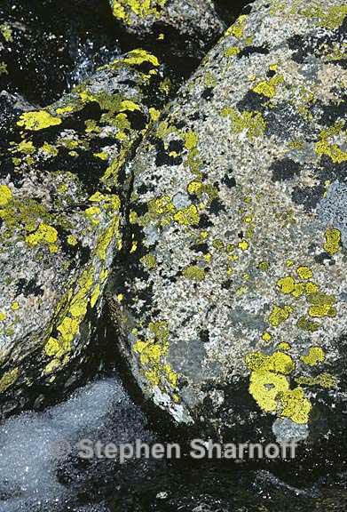 mixed lichens 34 graphic