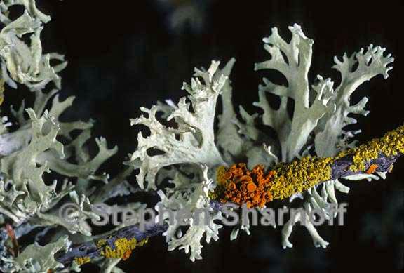 mixed lichens 38 graphic