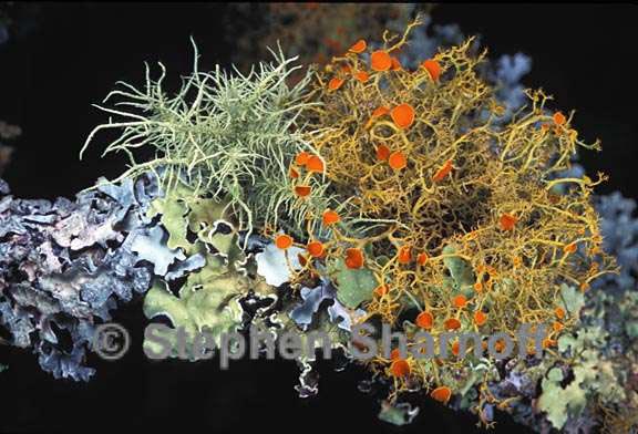 mixed lichens 43 graphic