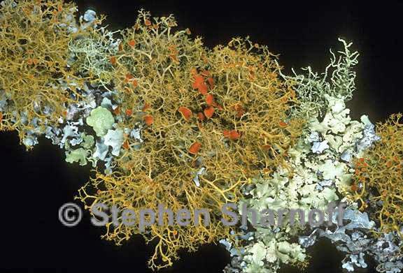 mixed lichens 45 graphic