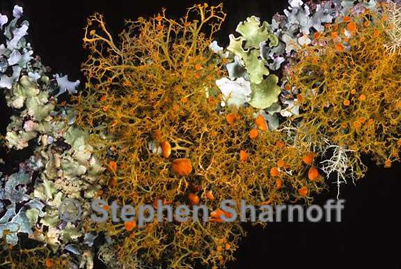 mixed lichens 46 graphic