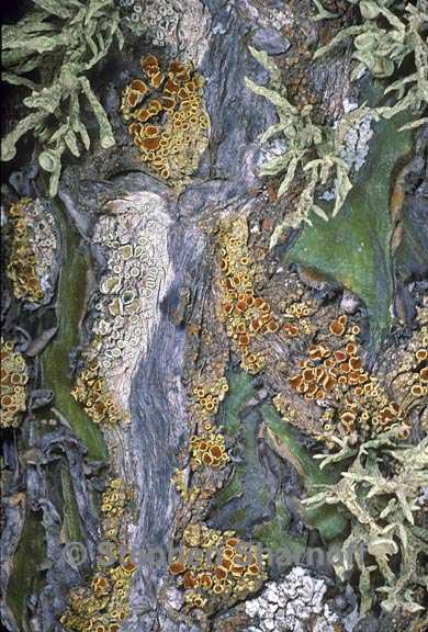 mixed lichens 58 graphic