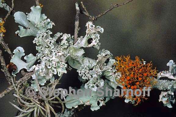 mixed lichens 55 graphic