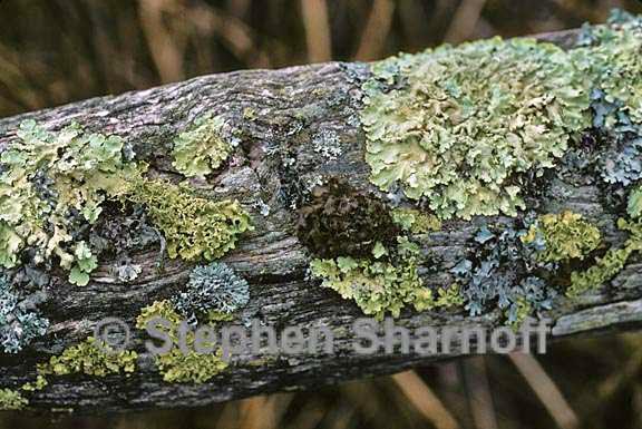 mixed lichens 72 graphic