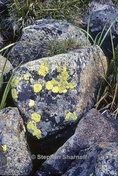rhizocarpon geographicum rocks