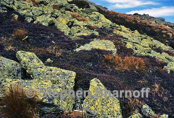 rocks mt washington graphic