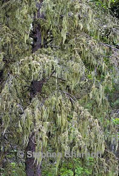 usnea tree ontario 2 graphic