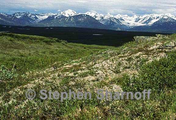 alaska tundra graphic