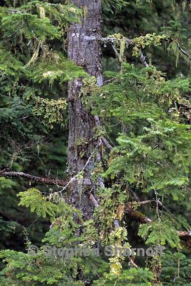 tree lobaria graphic