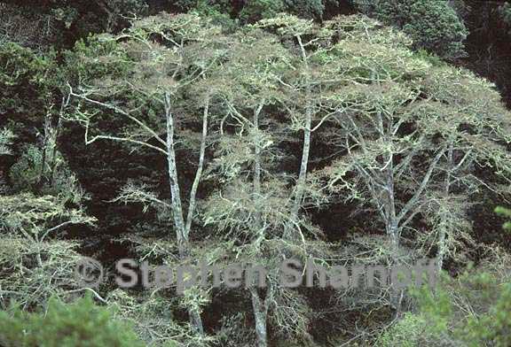 alders lichens graphic