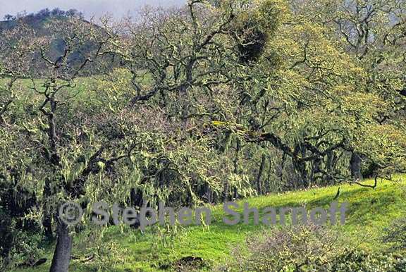 california trees with lichens graphic