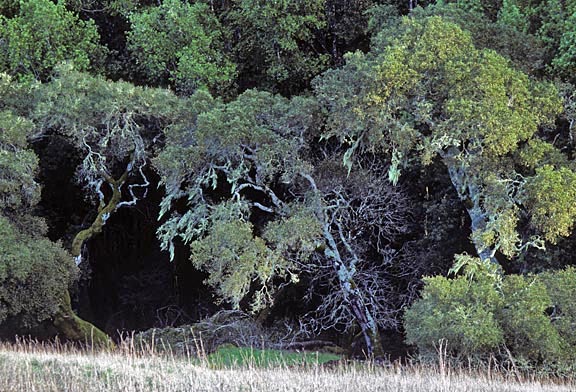 ramalina distant trees graphic