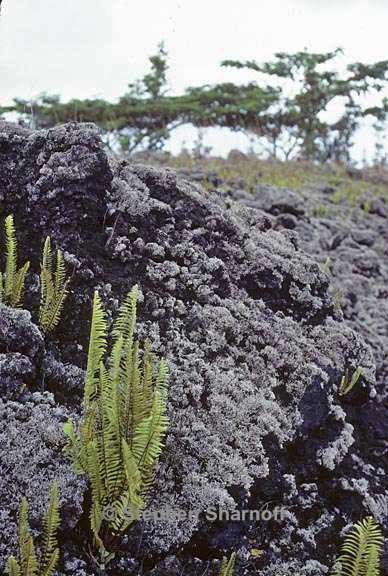 lava stereocaulon 2 graphic