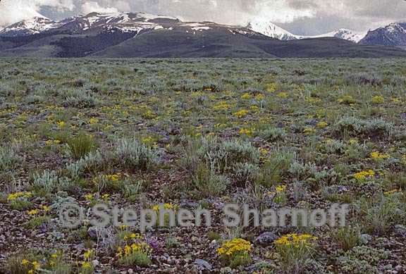 vagrant lichen landscaape graphic