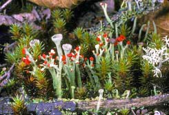 cladonia mix thumbnail graphic