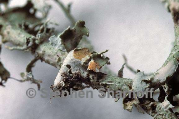 pd test cladonia furcata 2 graphic