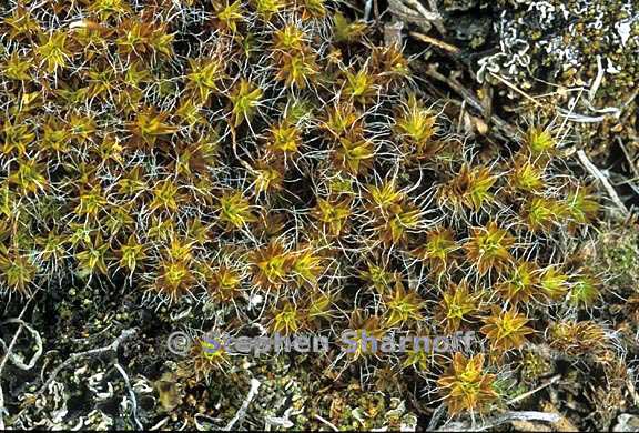 syntrichia ruralis graphic