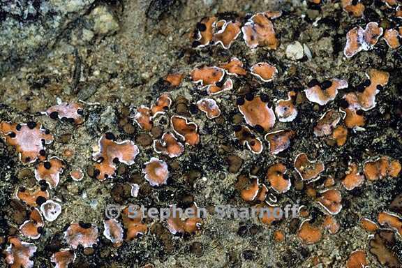 psora decipiens graphic