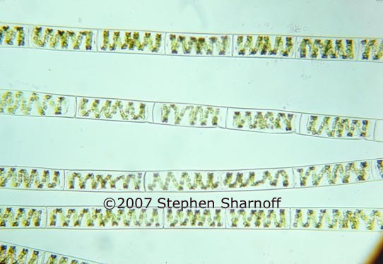 spirogyra cells graphic