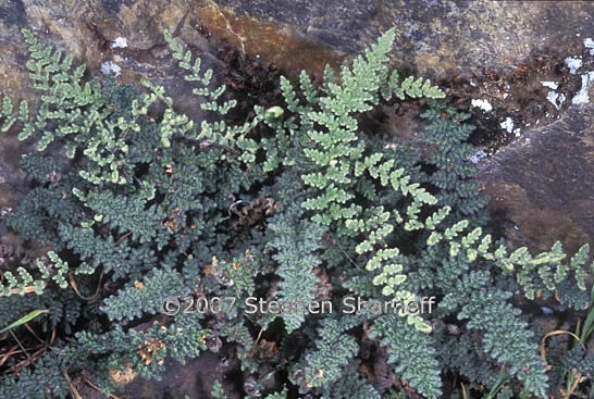 cheilanthes intertexta graphic