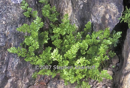 cryptogramma cascadensis graphic