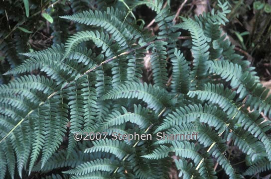 dryopteris arguta 1 graphic