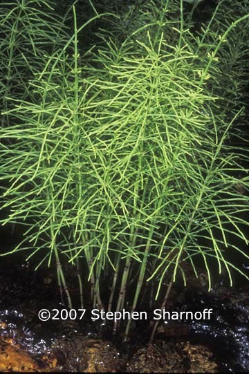 equisetum arvense graphic