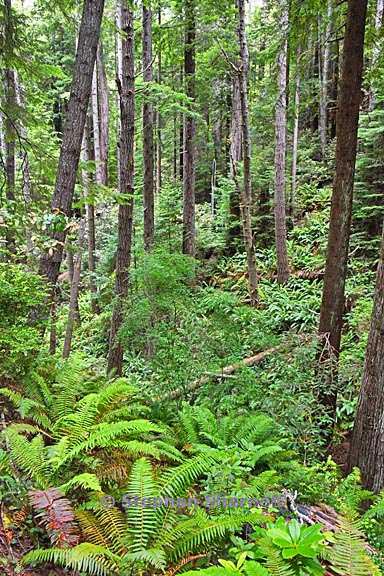 gulch view 3774 graphic