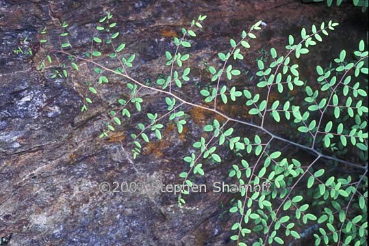 pellaea andromedifolia graphic