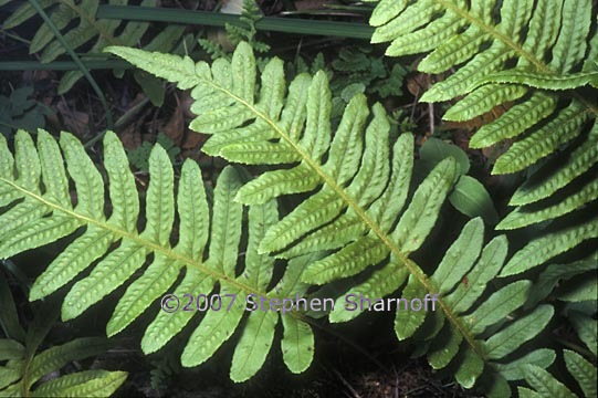 polypodium calirhiza graphic