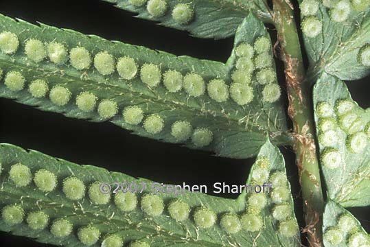 polystichum munitum graphic