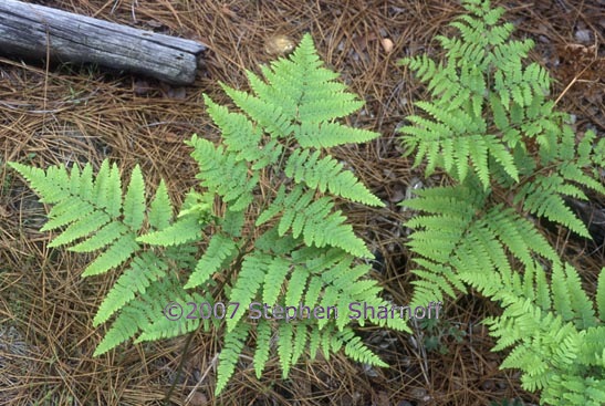 pteridium aquilinum pubescens 1 graphic