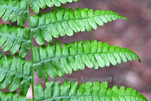 pteridium aquilinum 2 graphic