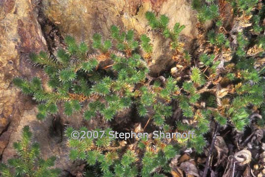 selaginella sp 1 graphic