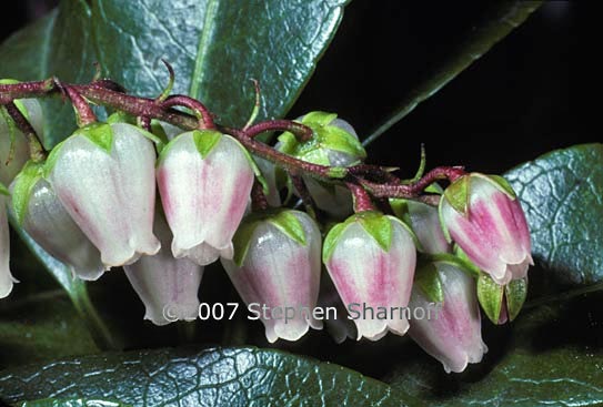 arctostaphylos graphic