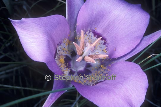 calochortus macrocarpus graphic