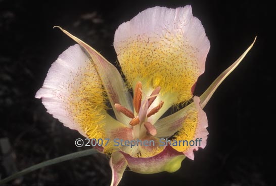 calochortus plummerae graphic